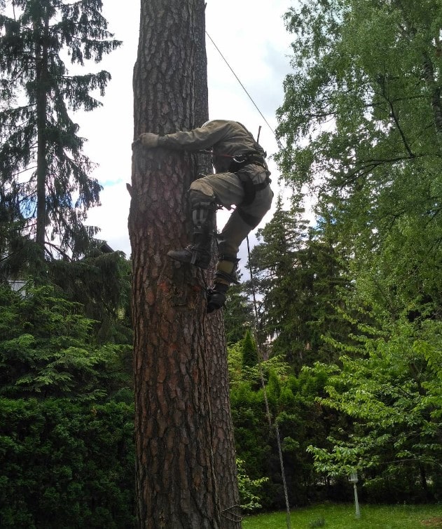 Кронирование деревьев)